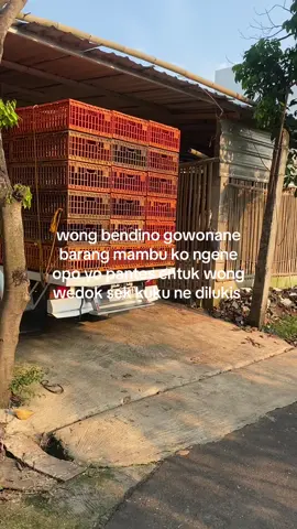 ngalih kui enek 🥱#tragaherexstyle #tragamodifikasi #ayambroiler 