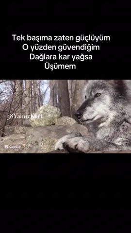 #wolf #ben #pfy #explore #viralvideos 