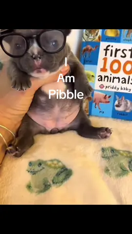 I AM PIBBLE,WASH MY BELLY💔#belly #foryou #fyyyyyyyyyyyyyyyyyyy #viral 