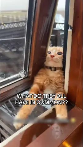 What do all of these cats have in common?!? 😂😂😂 #funnycat #cat #cats #cattok #funnyanimals 