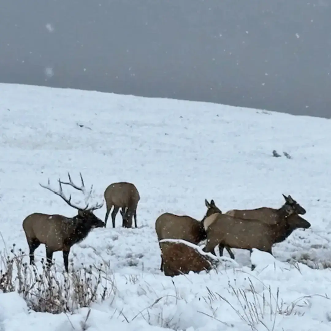 📸 Rocky Mountain National Park #rockymountains #rockies #colorado #ski #snow