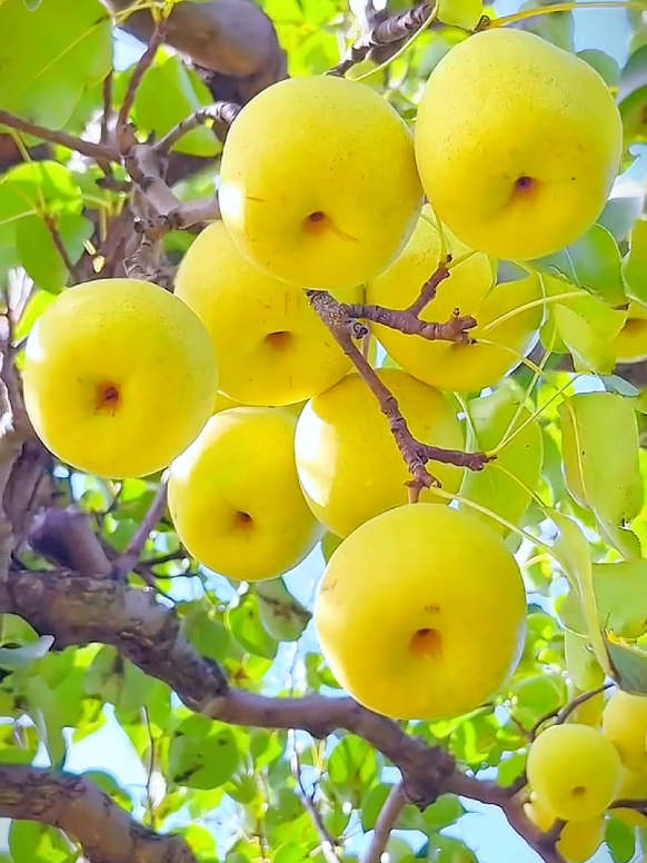 #Fruits #nature #fyp #talwat_e_quaran_e_pak #islamic_video 