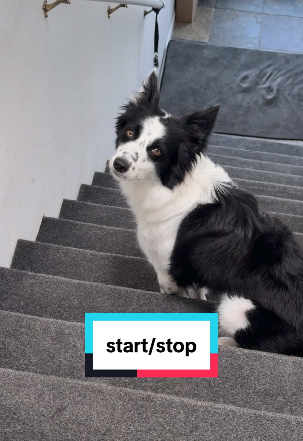 No medium speed #bordercollie #rescuedog #puppy #dogdad 