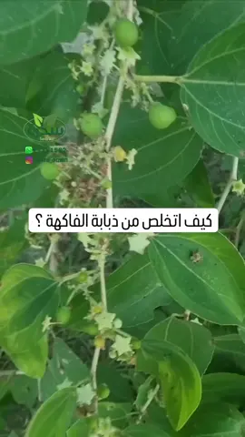 PEST KILL® 1 – المبيد العضوي الكوري 🐝 تعاني من ذبابة الفاكهة؟ ✅ الحل: مبيد PEST KILL® 1 الكوري – عضوي وآمن 📦 الحجم: 500 مل 💧 الاستخدام: 5 مل لكل لتر ماء 🔄 التكرار: رشة أسبوعية 🌿 يحافظ على محصولك طبيعي ونظيف 💰 السعر: 6.5 ريال عماني 🚚 التوصيل: لجميع ولايات السلطنة 📲 اطلب الآن: 77151582