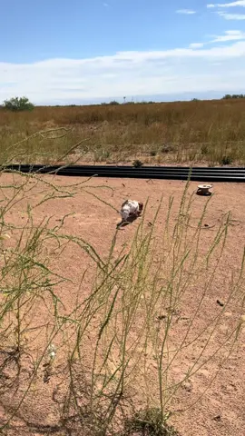 He was very curious when I let him out to potty! I’m truly thankful he doesn’t run away lol. #minidachshund #weinerdog #longhairdachshund #oilfieldlife #westtexasoilfield 