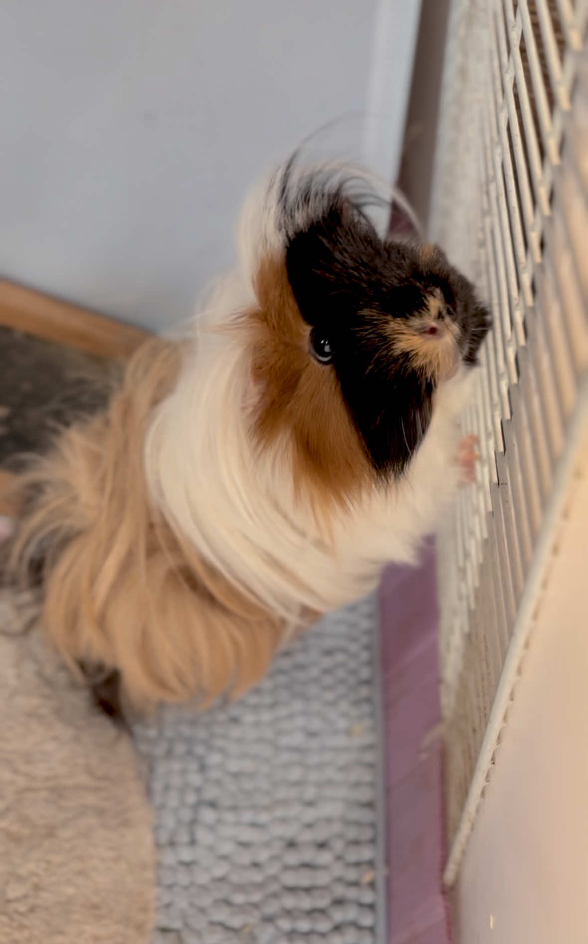 So wholesome 🥹  #guineapigs #guineapigsoftiktok #petcare #guineapig #ForYouPage 