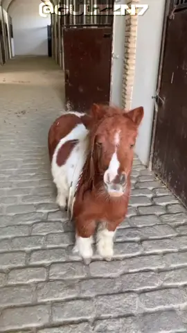 Esse é o mini cavalo. #cavalos #pets #curiosidades #animaisnotiktok 