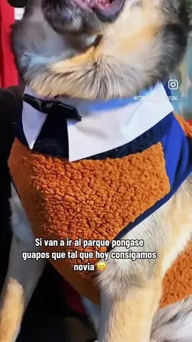 #anuel #fypシ #dog #fyp 