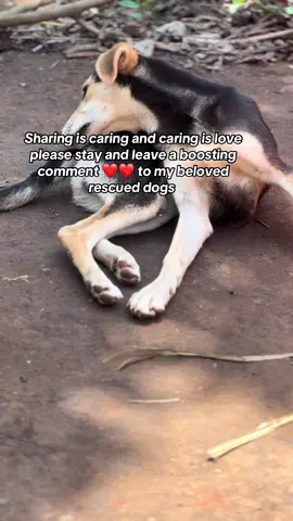 Your boosting comments like hearts of your favorite colors ❤️💙💚random words helps us go viral to reach more dog lovers please don’t ignore us  Continue supporting me  Every bit counts  #badrudogshelter  #savingabandoneddogs  #Everybitcounts  #fyppppppppppppppppppppppp 