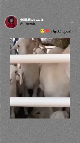 #لما_النفسيه_تكون_تعبانه_حاول_تضحك #اكسبلور 