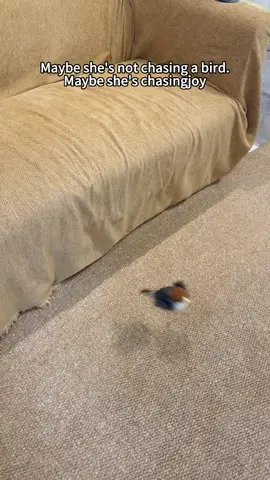 Repost of grumpy kitty. He’s happy kitty now. Nothing but purrs… 😸🐈‍⬛#cat #flappybird #potaroma #dealsforyoudays #cattoy 