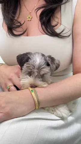 Nothing like a good cuddle sesh and jewels to make life just a little sweeter💚 Matilda was confused for a moment and thought the bracelets were a chew toy but I digress! A few of our favorite things. See something you love, DM us! 💌@colombianemeralds jrcolommbianemeralds@gmail.com 📞561-746-8186 #emeralds #emeraldjewelry #fyp #puppies #bespokejewellery