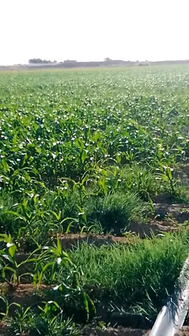 #شعب_الصيني_ماله_حل😂😂 #تونس🇹🇳_الجزائر🇩🇿__المغرب🇲🇦 #البسكرية07❤️🌴 #جزائري🇩🇿 