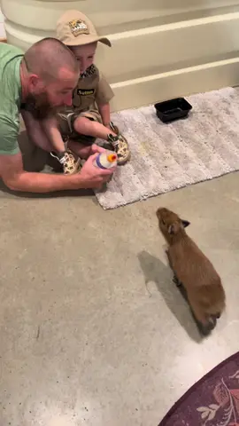Sutton feeding Happy (the Capy) his morning bottle ❤️