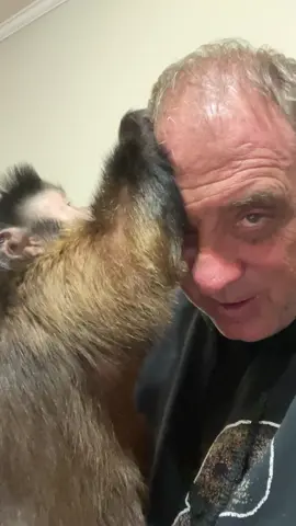 Monkey grooming pet human! #monkeys #grooming #cute