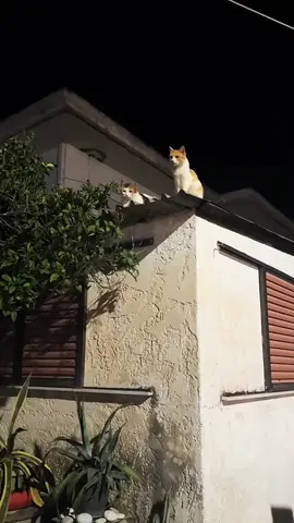 funny cat video 😹😹 #petlover #catlovers #forupage #catsoftiktok #fuuny__comedy_tik_tok 