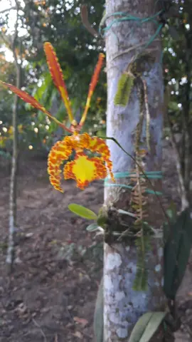 Psychopsis  #orquídeas #mariposa #psychopsismariposa #psychopsismariposa #orquidea #tarapoto_perú🇵🇪💚🌴 