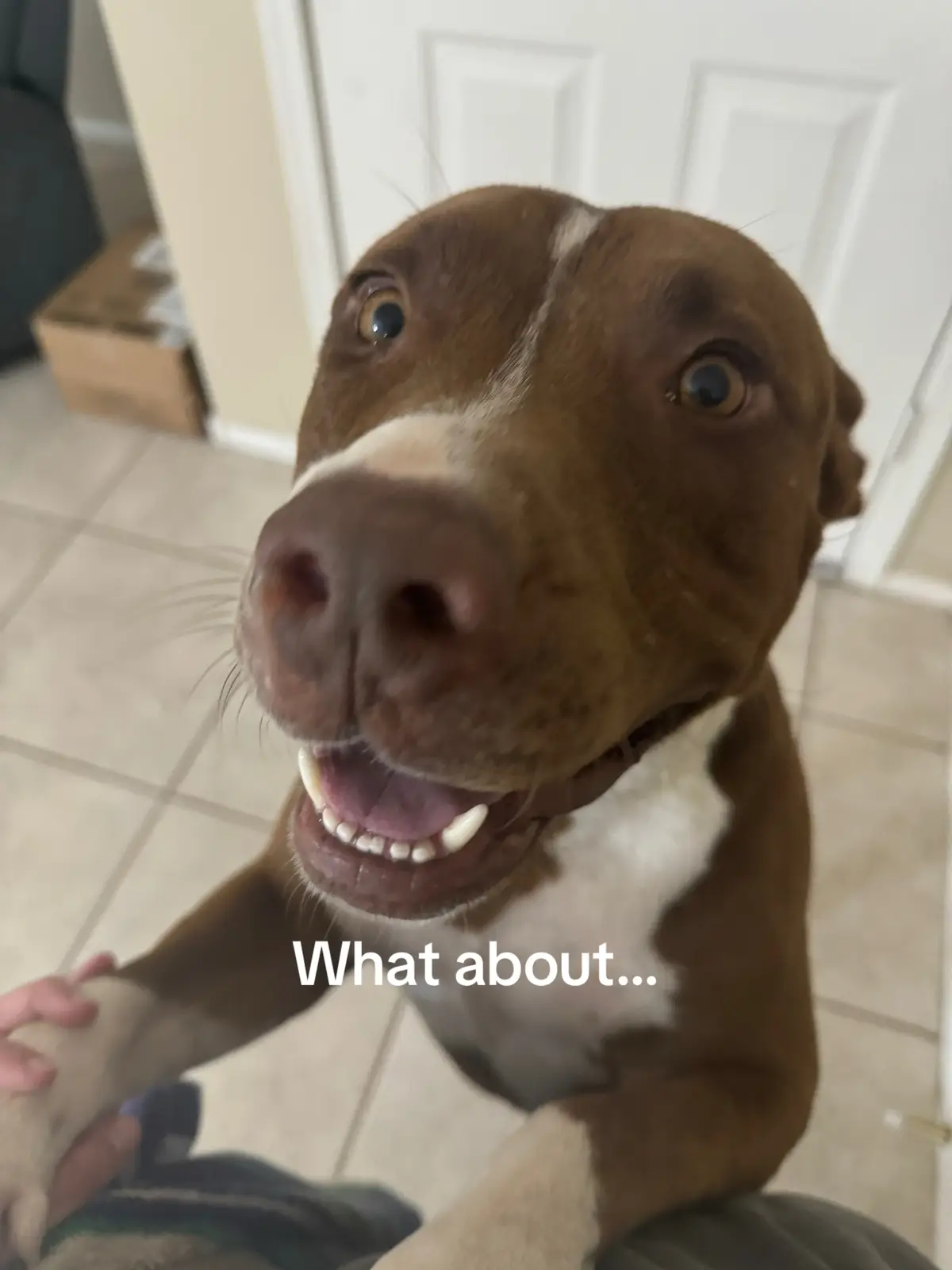 I love my dog so much my I miss you my coco I wish you were here with us 😭😭