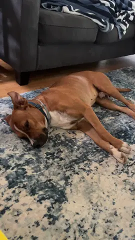 #mansbestfreind #buddythebulldog 