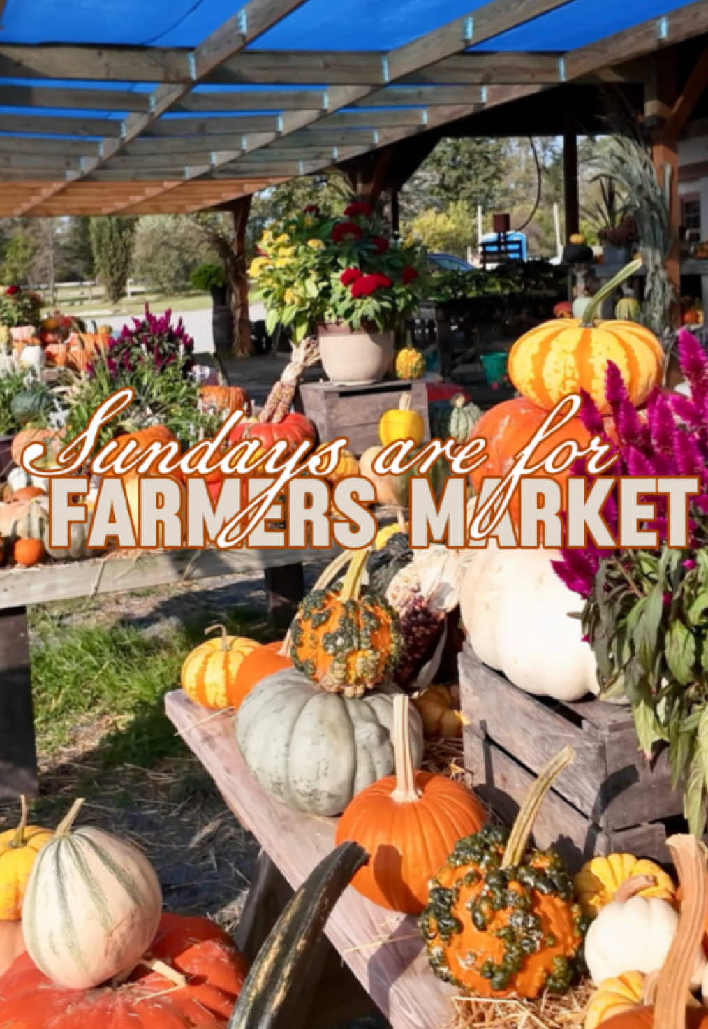 Save this for your next fall outing 🍂 Brossman’s Farm Market  📍14740 James Monroe Hwy, Leesburg, VA 🗓 Open: Daily, 9 AM – 6 PM (seasonal) 🍎What you’ll find: – Farm-fresh produce (pumpkins, apples, squash + more) – Local baked goods & honey 🍯 – Fresh flowers 🌸 – Jams, jellies + seasonal favorites 🛣️Worth the drive if you love farmers markets with real local charm. #farmersmarket #fallvibes 