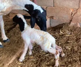 ما شاء الله لا قوة إلا بالله ❤️