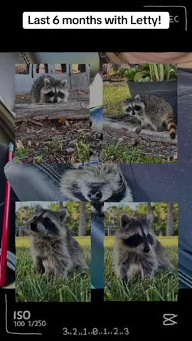Letty ❤️ Crazy raccoon!  #raccoon #florida #raccoonsoftiktok #wildliferescue #crazy