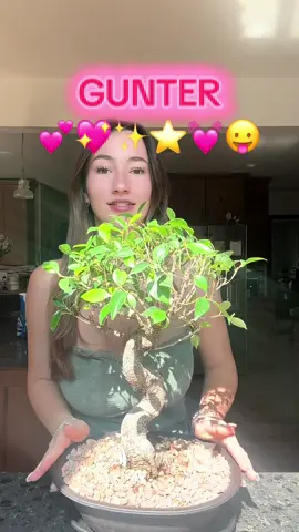 meet ✨GUNTER✨ #bonsai #ficusretusa 