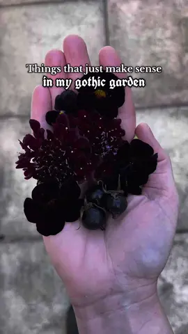 Look at that handful of happiness! Just a little autumn garden snapshot including black rose hips, dark flowers, dahlias called Dracula, bats and Dogwood berries that remind me of eyes 🥰🧿 #goth #gothgarden #gardening #gardentok #fyp 