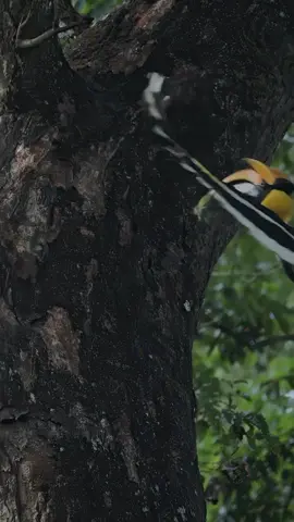 Rangkong adalah burung yang sangat dihormati dan dianggap sakral oleh masyarakat Dayak, melambangkan kesucian, kekuasaan, dan kekuatan, serta menjadi simbol kepemimpinan, perdamaian, dan kesetiaan. #fyp #tiktokforyou #berandatiktok #foryoupage #dayakkalimantan 