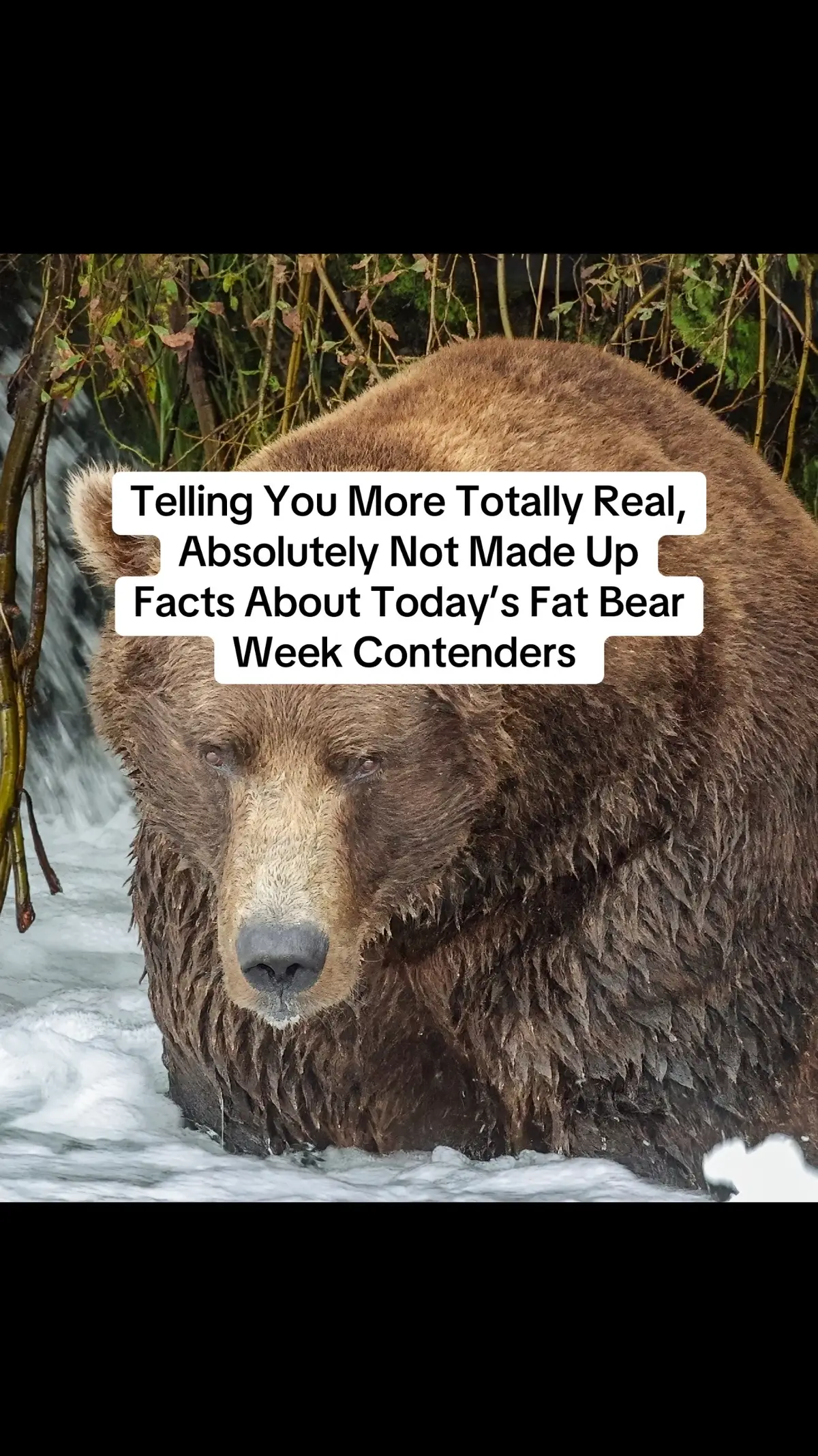 No, really, they told me themselves. Go vote at fatbearweek.org #fatbearweek #fatbearweek2025 #katmainationalparkandpreserve #katmaiconservancy 