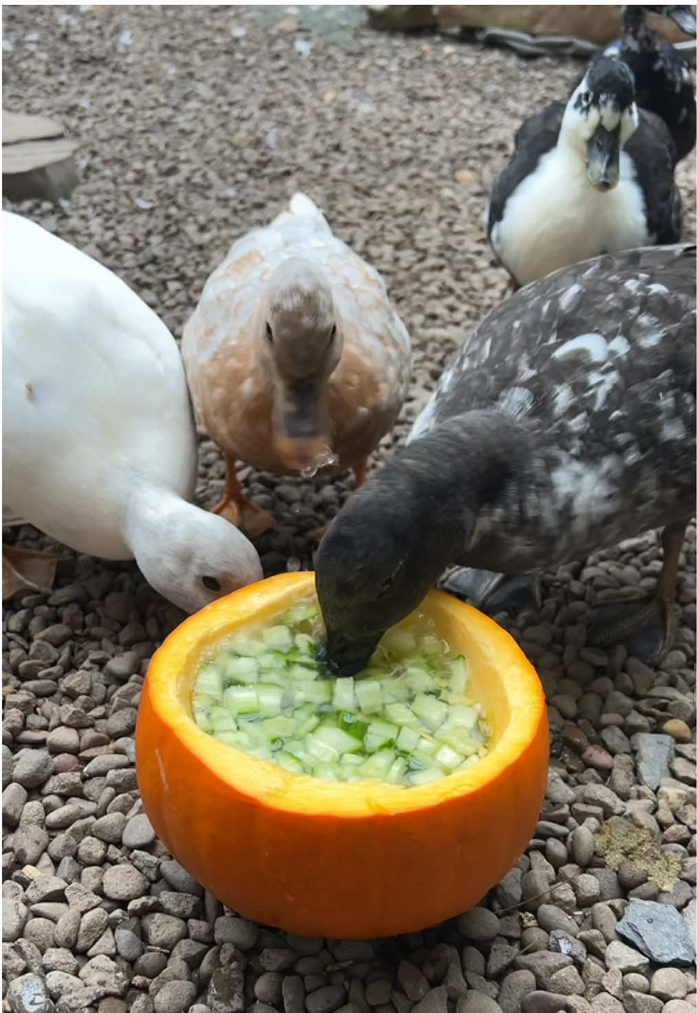Treat time! This was supposed to be duck ASMR but there was a little too much quacking in the background🤣🥒 #DunkinDucks #Ducks #PetDucks #CallDucks #Farm #Animals #Pets #Pumpkin #Halloween 