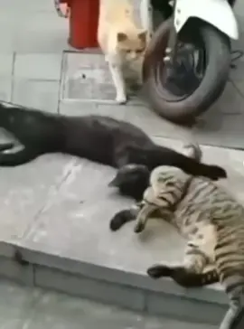 #kesfetbeniöneçıkart #beniöneçıkart #beni #kedi #pişik 🤣😂😂😂