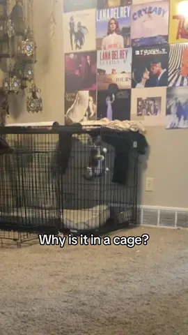 He’s special guys #fyp #cat #stupid #fypシ゚viral #fypシ゚viral 
