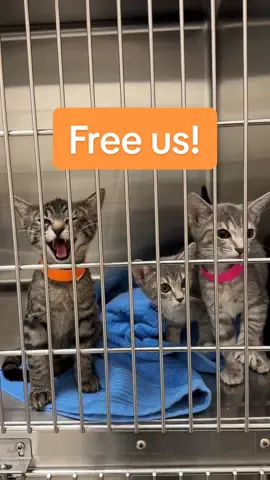 Want this kitten madness in your house? Proton, Electron, & Neutron will have discounted adoption fees this weekend at Super Adoption Saturday. 📍 Lake County Fairgrounds | Grayslake, IL 📆 Saturday, September 27 | 11–4p 👉 Learn more at chicagolandhumane.org P.S. These kittens just arrived from foster care and are in a cage at our Veterinary Wellness Center, ready for their spay/neuter procedures! Next stop—adoption! #TreeHouseCats #Kittens #Meow #Cats