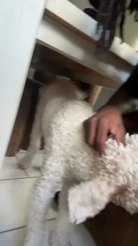 GPS tracker #gpstracker #gpstracking #tracking #tracker 