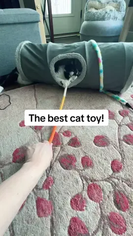 Buy these for your cat, they will love them! #cattoys #cattoysuggestions 