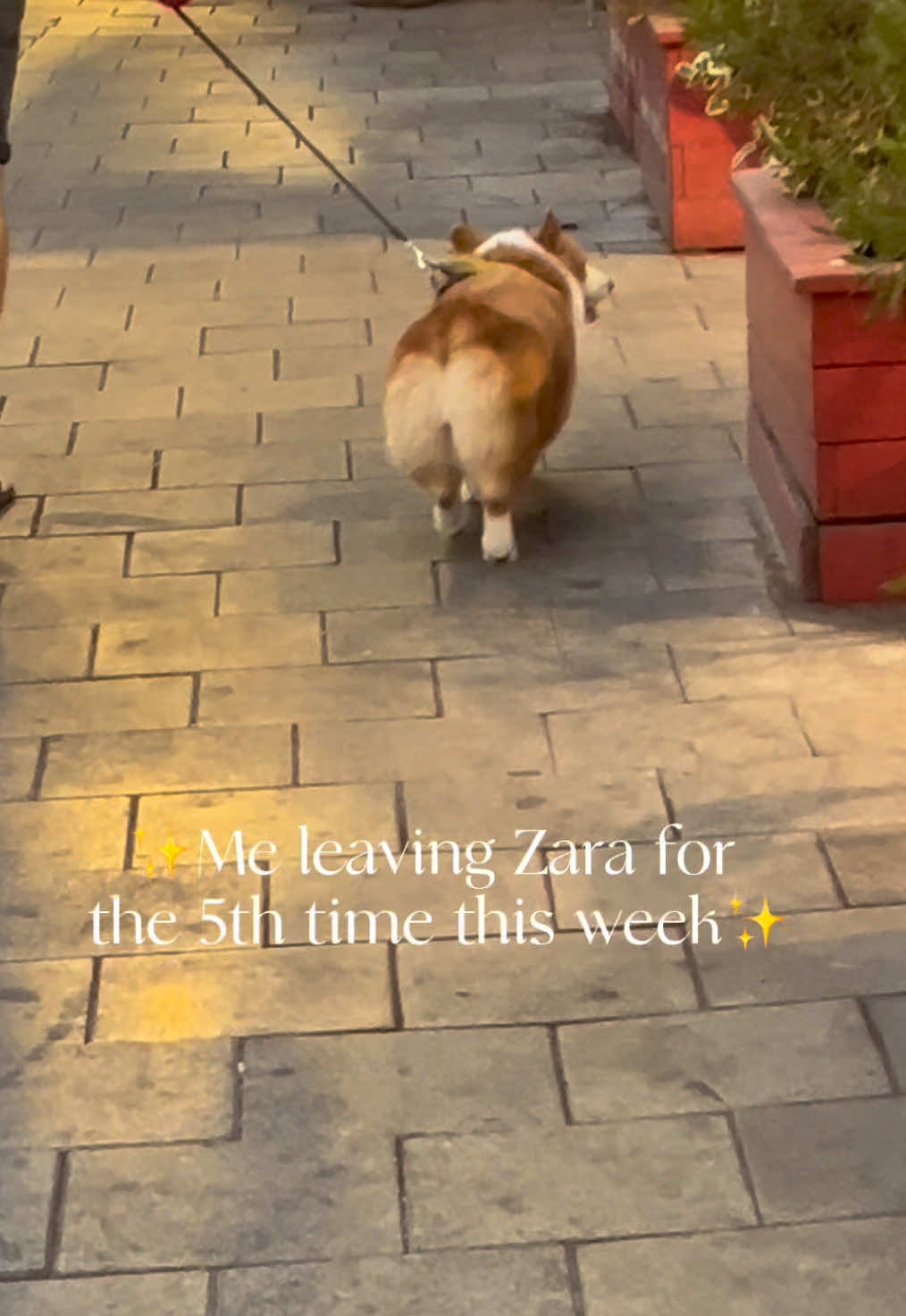 Obsessed 🛍️✨ #zara #telaviv #fyp #foryoupage #israel 