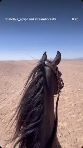 ✨ Summer’s over… it’s desert time! 🌵 Come book your unforgettable desert trip with us in Hurghada 🐎🚀✨ With Ride to Live Stables, you’ll enjoy magical rides whether you’re a beginner or an advanced rider 🤠 🥰🎥 @ridetolive_egypt  #Hurghada #VisitHurghada #TravelEgypt #HurghadaStables #HorseRidingHurghada            