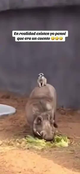 Jajaja si existen ♥️🎶♥️🎶♥️🎶#parati #viralvideo #fypage #viral #fyp 