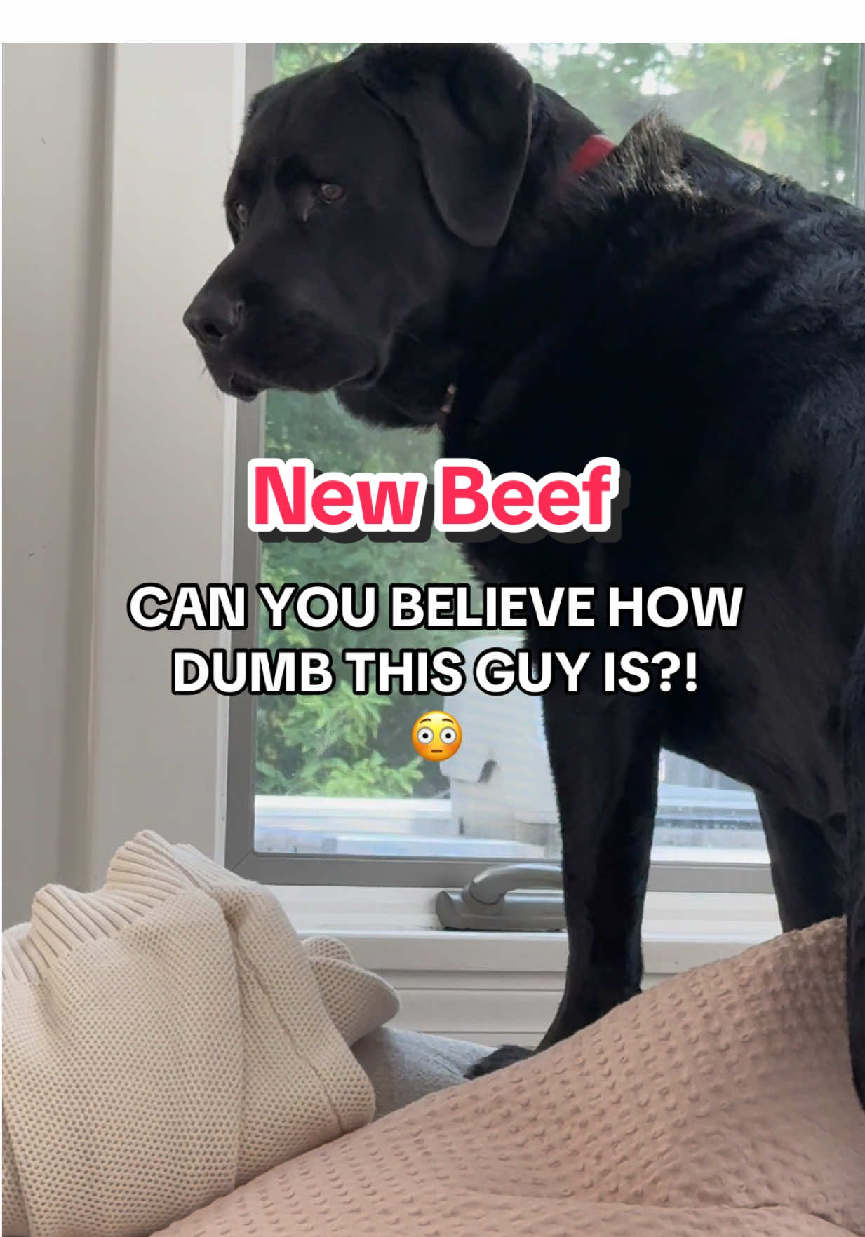 King Clarence has SERIOUS BEEF with another Black Labrador!