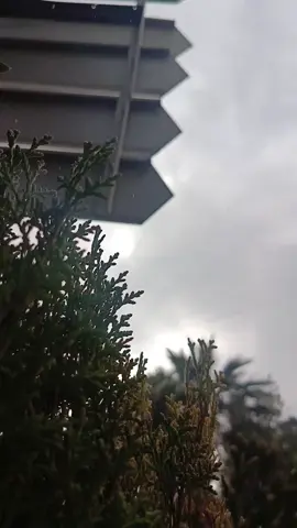 #تصويري📷 #رأس_العين  #ما كنتُ أعلمُ قبلَ طارقةِ الهوى ‏أنّ العيونَ مصايِدُ الألبابِ