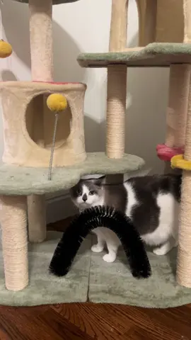 Still our favorite cat tree!!!!  #trendingvideo #trendingsong  #funnycats #funnycatvideos 