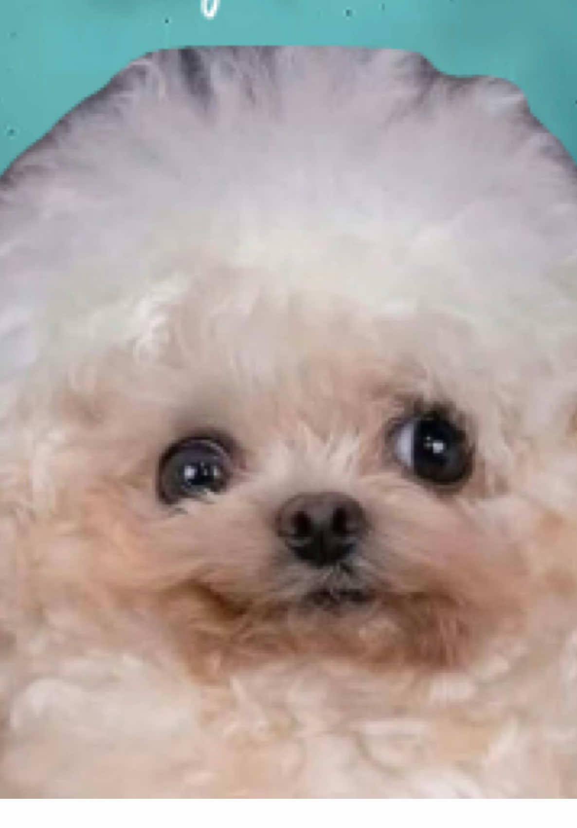 🙂‍↕️🐾🐾