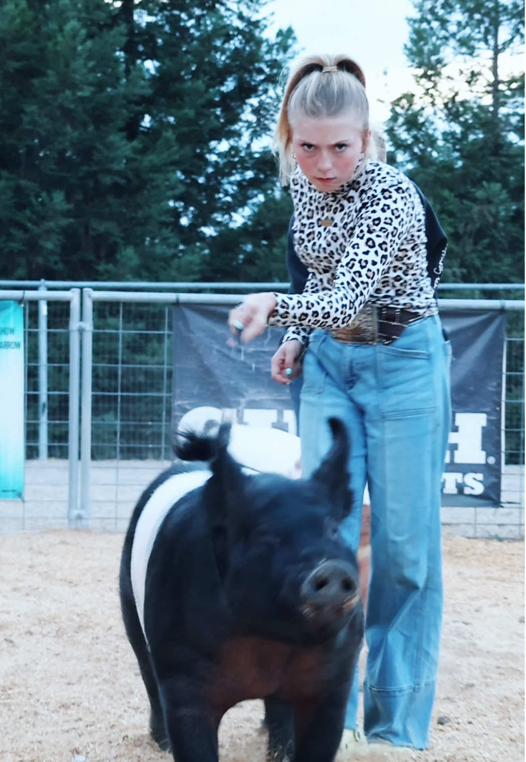 Right, left, bow wow… Cow Palace is calling 🐖 #pigshow #ShowPigs #CowPalace