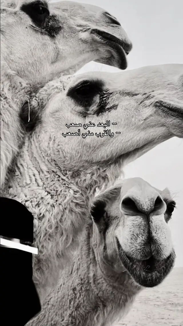 #بنت_ابوها👑🤍 #ترابين_ولـنا_فـي_قـمة_الـمجد_رايـات 
