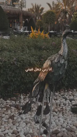 #فيني شموخ وهيبه