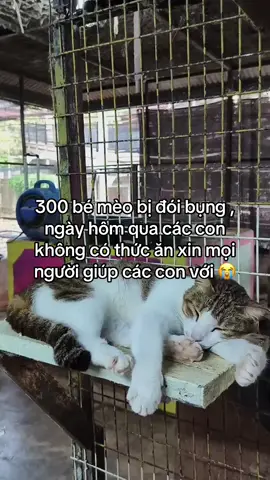 300 bé mèo bị đói bụng , ngày hôm qua các con không có thức ăn xin mọi người giúp các con với 😭#meo #xuhuong #thinhhanh #viral #yeudongvat #chomeo #cuuhodongvat #cuuhochomeo #nhameo 