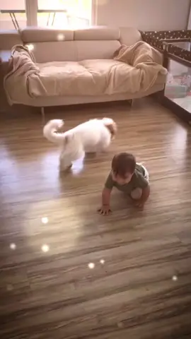 Sweet friendship🥰🥰#dog #pet #baby #bestfriend #cute #puppy #Love #lovestory #protect #dogsoftiktok #foryou #usa🇺🇸 