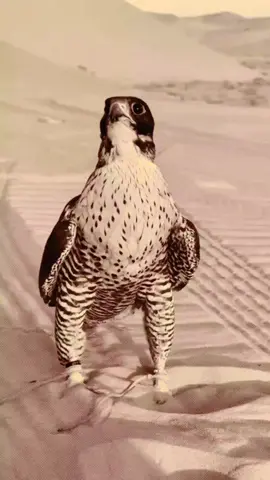 #اشعار #وقصايد 