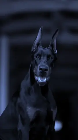 Qual é o próximo?  . . . . . . . . . . #pethello #doberman #dobermann #dog 